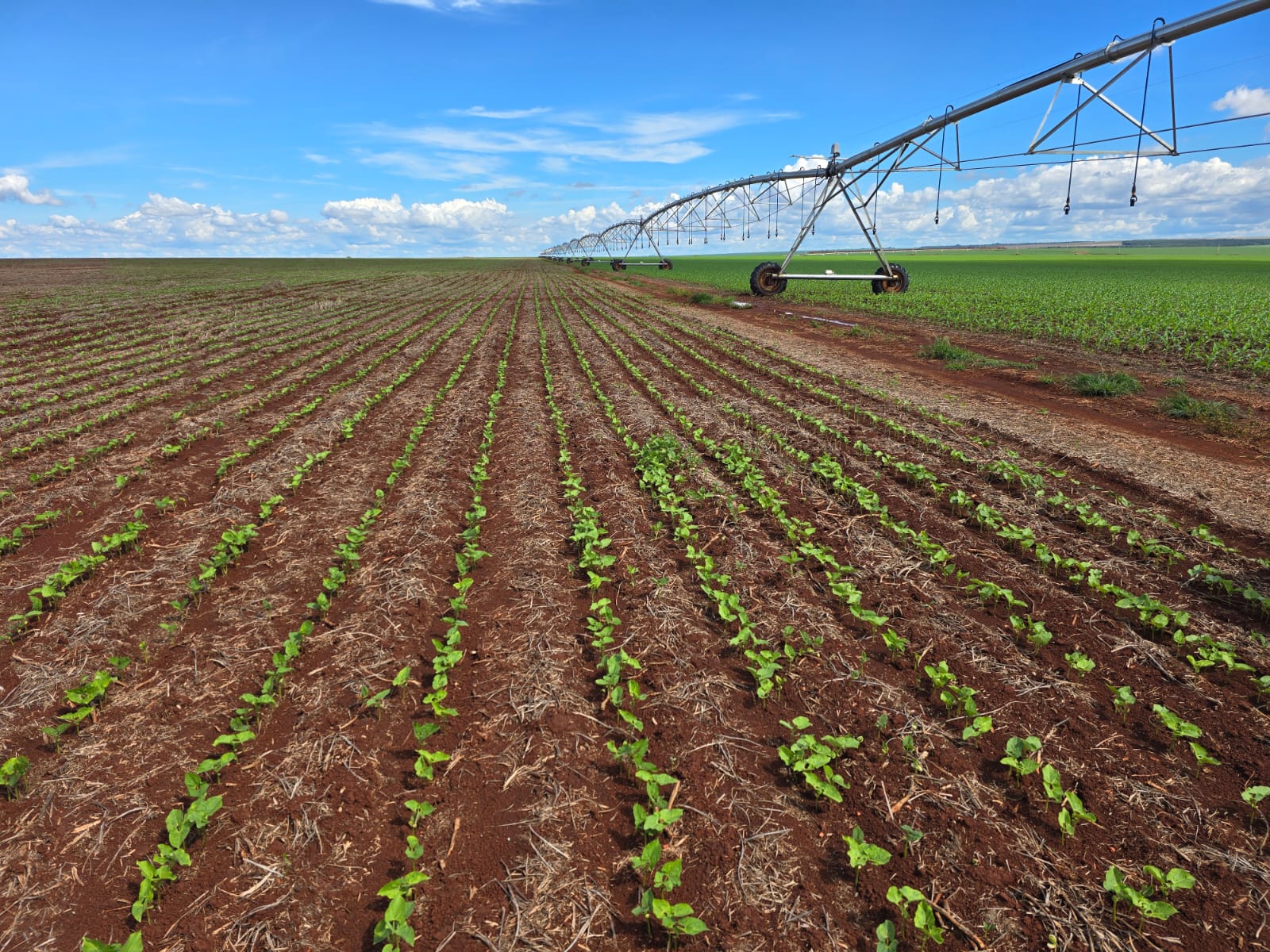 Pivô central sobre lavoura recém-emergida em solo vermelho no Brasil